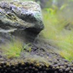 立ち上げから12日目　ヘアーグラスショートについた茶ゴケとアオミドロ発生